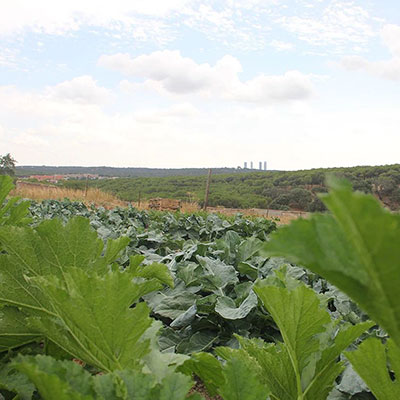 Huerto Hermana Tierra